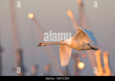 mute swan (Cygnus olor), in morning light in front of harbor cranes, Germany, Mecklenburg-Western Pomerania, Rostock Stock Photo