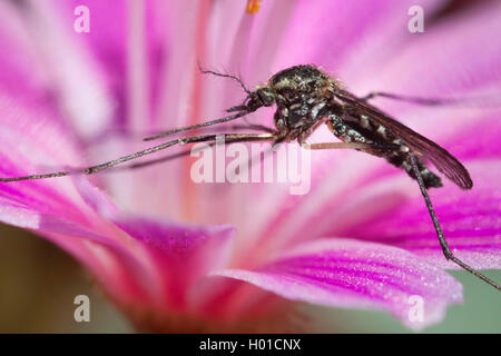 Banded house mosquito, Banded mosquito, Ring-footed gnat (Culiseta annulata, Theobaldia annulata), Banded house mosquito on a flower, Germany, Mecklenburg-Western Pomerania