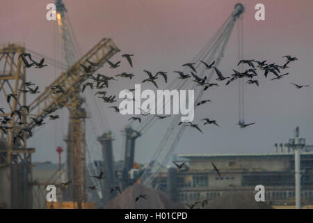 Bean Goose, Taiga Bean Goose (Anser fabalis), bean geese in front of harbor cranes at sunrise, Germany, Mecklenburg-Western Pomerania, Schnatermann, Rostock Stock Photo