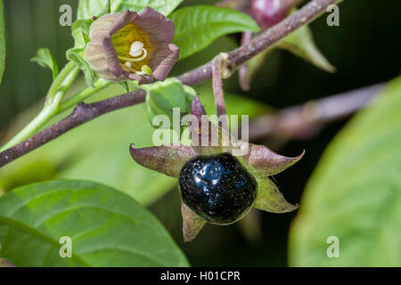 deadly nightshade (Atropa bella-donna, Atropa belladonna), fruit, Germany, M-V Stock Photo