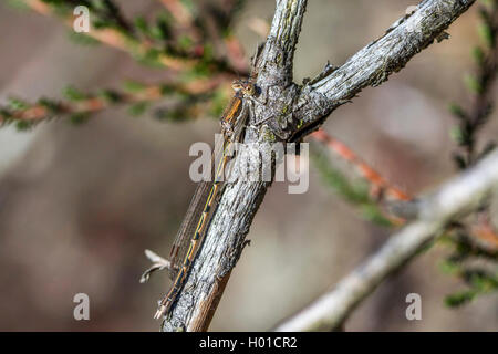 Siberian winter damselfly (Sympecma annulata, Sympecma paedisca), rests on a branch, Germany, Mecklenburg Vorpommern, Teufelsmoor Sanitz Stock Photo