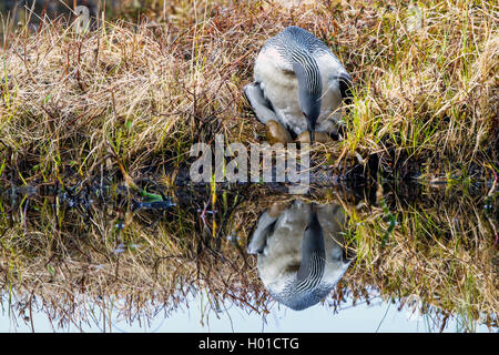 red-throated diver (Gavia stellata), turns the eggs in the nest, Norway, Lofoten Islands