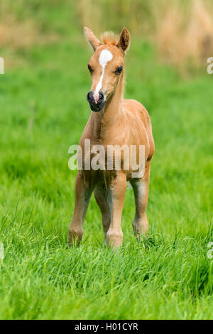 Welsh and cob pony (Equus przewalskii f. caballus), foal stands in a meadow, Germany, North Rhine-Westphalia Stock Photo