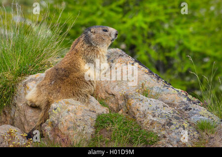 alpine marmot (Marmota marmota), sunbaths on a rock, Switzerland, Valais Stock Photo