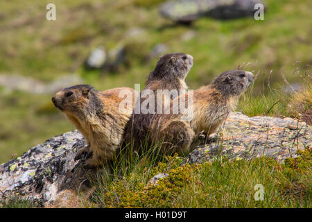 alpine marmot (Marmota marmota), three marmots sunbath on a rock, Switzerland, Valais Stock Photo