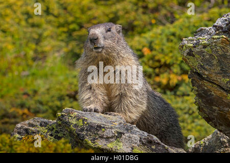 alpine marmot (Marmota marmota), stands on a rock sunbathing, Switzerland, Valais Stock Photo