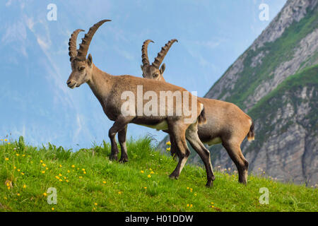 Alpine ibex (Capra ibex, Capra ibex ibex), two ibexes stand in an alpine meadow, Switzerland, Alpstein, Saentis Stock Photo
