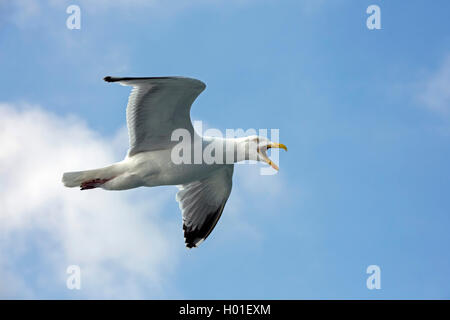 herring gull (Larus argentatus), screaming herring gull in flight, side view, Germany Stock Photo