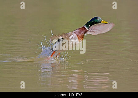 mallard (Anas platyrhynchos), from the water starting drake, side view, Germany Stock Photo