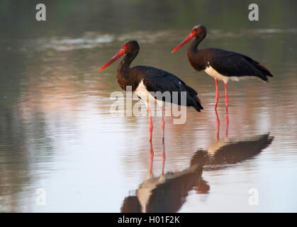 black stork (Ciconia nigra), two storks standing in shallow water, side view, Greece, Lesbos Stock Photo