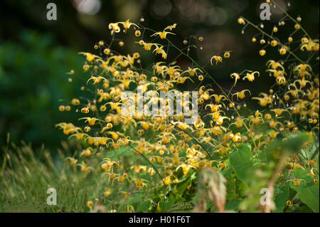 Fairy wings (Epimedium davidii), blooming Stock Photo