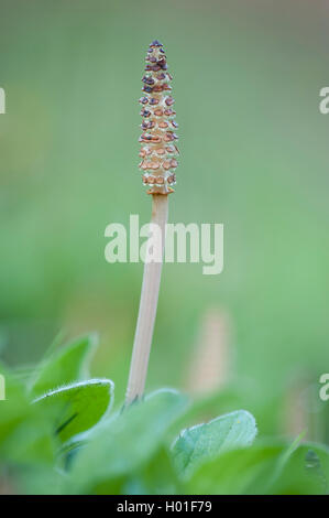 field horsetail (Equisetum arvense), cone, Germany Stock Photo