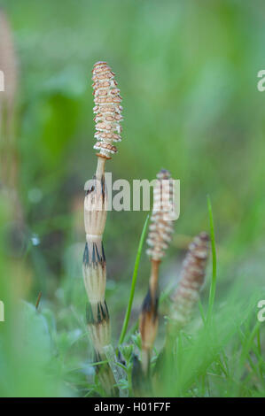 field horsetail (Equisetum arvense), cone, Germany Stock Photo