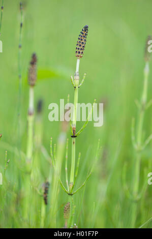 Marsh horsetail (Equisetum palustre), sprouts with cones, Germany Stock Photo