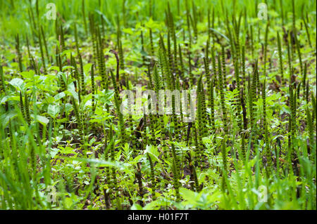 great horsetail (Equisetum telmateia, Equisetum telmateja, Equisetum maximum), group, Germany Stock Photo