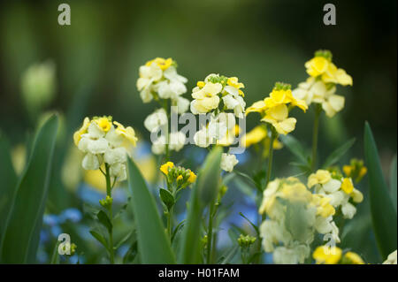 wallflower (Cheiranthus cheiri Primrose Dame, Erysimum cheiri Primrose Dame), cultivar Primrose Dame Stock Photo