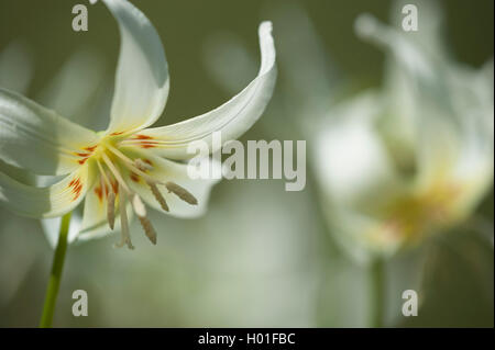 Dog's-tooth (Erythronium californicum), flower Stock Photo