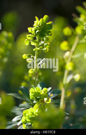 Wood spurge (Euphorbia amygdaloides var. robbiae), blooming, Germany Stock Photo
