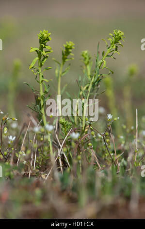 cypress spurge (Euphorbia cyparissias), with funghus Uromyces pisi, Sandwiese Alsbach Stock Photo