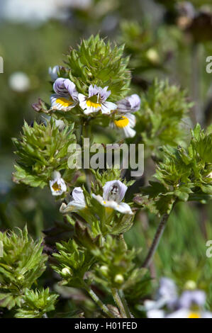 drug eyebright (Euphrasia stricta), blooming, Austria Stock Photo