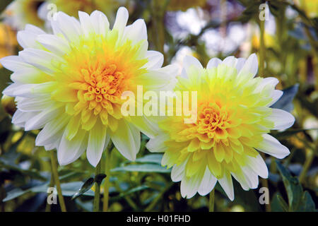 georgina (Dahlia 'Freya's Paso Doble', Dahlia Freya's Paso Doble), cultivar Freya's Paso Doble Stock Photo