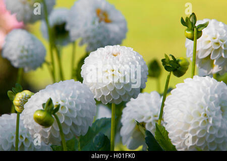 georgina (Dahlia 'Lancresse', Dahlia Lancresse), cultivar Lancresse Stock Photo