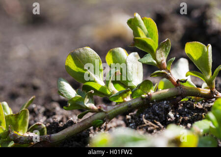 creeping jenny, moneywort (Lysimachia nummularia), shooting leaves, Germany Stock Photo