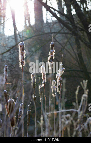 common cattail, broad-leaved cattail, broad-leaved cat's tail, great reedmace, bulrush (Typha latifolia), spadices with seeds, Germany Stock Photo