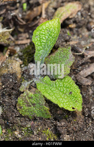 common foxglove, purple foxglove (Digitalis purpurea), leaf rosette, Germany Stock Photo