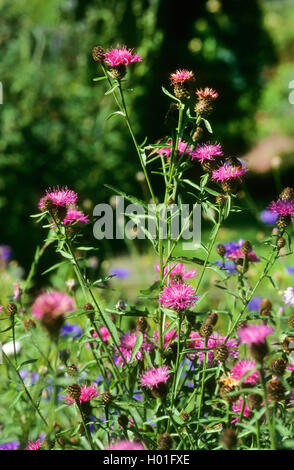 Lesser Knapweed, Common Knapweed, Black Knapweed (Centaurea nigra, Centaurea nemoralis), inflorescence, Germany Stock Photo