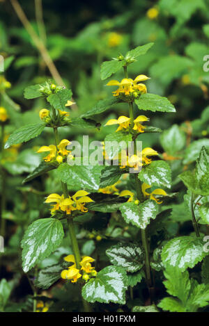 Yellow Archangel (Lamium argentatum. Galeobdolon luteum fo. argentatum), blooming, Germany Stock Photo