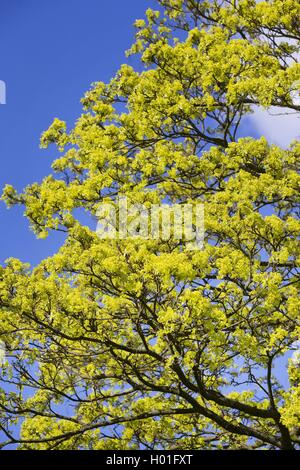 Norway maple (Acer platanoides), blooming tree, Germany Stock Photo