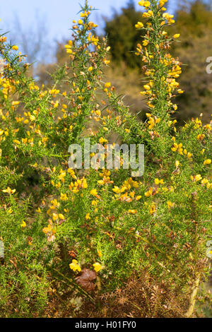 gorse, furze, golden gorse (Ulex europaeus), blooming, Germany Stock Photo