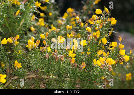 gorse, furze, golden gorse (Ulex europaeus), blooming branches, Germany Stock Photo