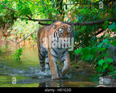 Siberian tiger, Amurian tiger (Panthera tigris altaica), wades in shallow water Stock Photo