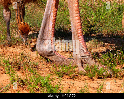 ostrich (Struthio camelus), feet with claws, chicks in the background, South Africa Stock Photo
