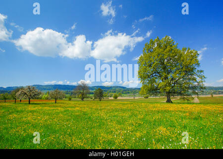 oak (Quercus spec.), single tree on a buttercup meadow in spring, Switzerland Stock Photo