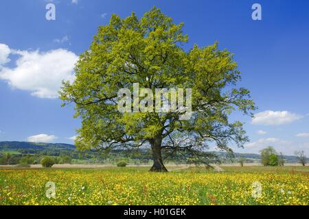 oak (Quercus spec.), single tree on a buttercup meadow in spring, Switzerland Stock Photo