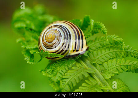 brown-lipped snail, grove snail, grovesnail, English garden snail, larger banded snail, banded wood snail (Cepaea nemoralis), on developing fern frond, Switzerland Stock Photo