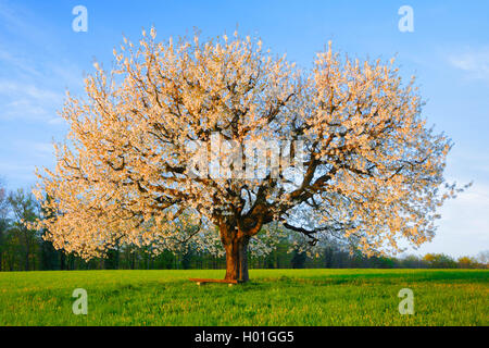 Cherry tree, Sweet cherry (Prunus avium), blooming cherry tree in evening light, Switzerland Stock Photo