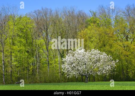 Cherry tree, Sweet cherry (Prunus avium), blooming cherry tree on a meadow at a forest edge, Switzerland Stock Photo