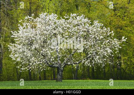 Cherry tree, Sweet cherry (Prunus avium), blooming cherry tree on a meadow at a forest edge, Switzerland Stock Photo