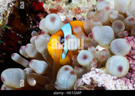 two-banded anemonefish, twoband anemonefish, red-sea anemonefish, Twobar anemone fish (Amphiprion bicinctus), within sea anemone, Egypt, Red Sea Stock Photo