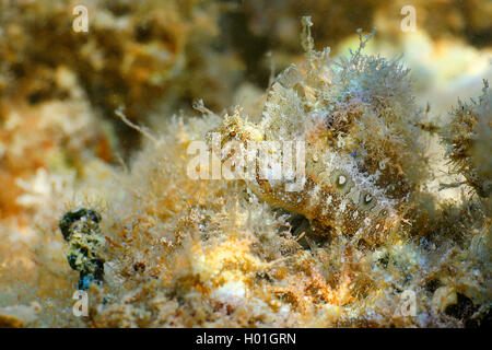 Floral blenny, Floral fangblenny, Helmeted blenny, Crested sabretooth blenny (Petroscirtes mitratus), at coral reef, Egypt, Red Sea, Hurghada Stock Photo