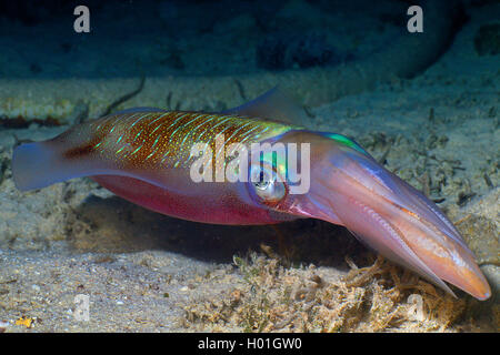 bigfin reef squid (Sepioteuthis lessoniana), swims above sea bottom, Egypt, Red Sea, Hurghada Stock Photo