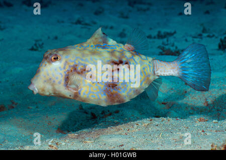 Thornbacked boxfish (Tetrasomus gibbosus), swimming, Egypt, Red Sea, Hurghada Stock Photo