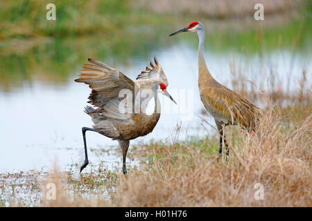 sandhill crane (Grus canadensis), pair standing in a marsh, side view, USA, Florida