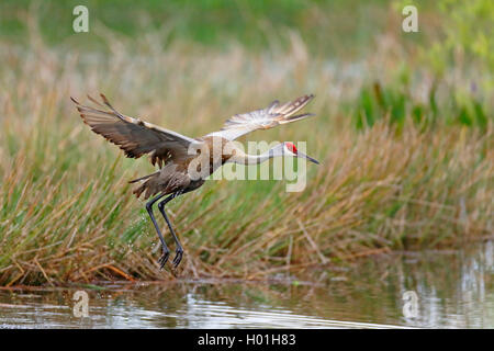 sandhill crane (Grus canadensis), flying over a water ditch, side view, USA, Florida Stock Photo