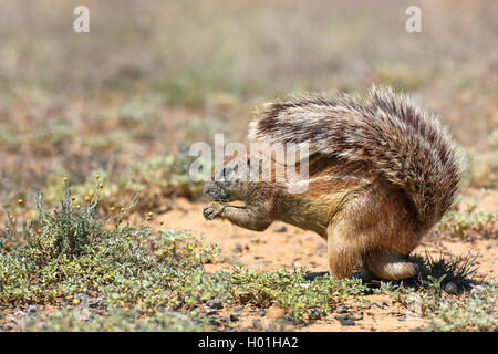 South African ground squirrel, Cape ground squirrel (Geosciurus inauris, Xerus inauris), eats plants, tail serves as a sunshade, South Africa, Eastern Cape, Mountain Zebran National Park Stock Photo