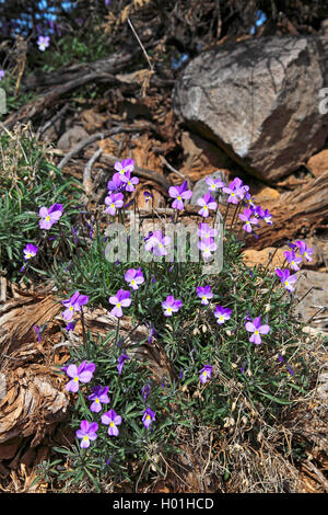 La Palma violet (Viola palmensis), population of blooming plants, Canary Islands, La Palma, Caldera Taburiente National Park Stock Photo